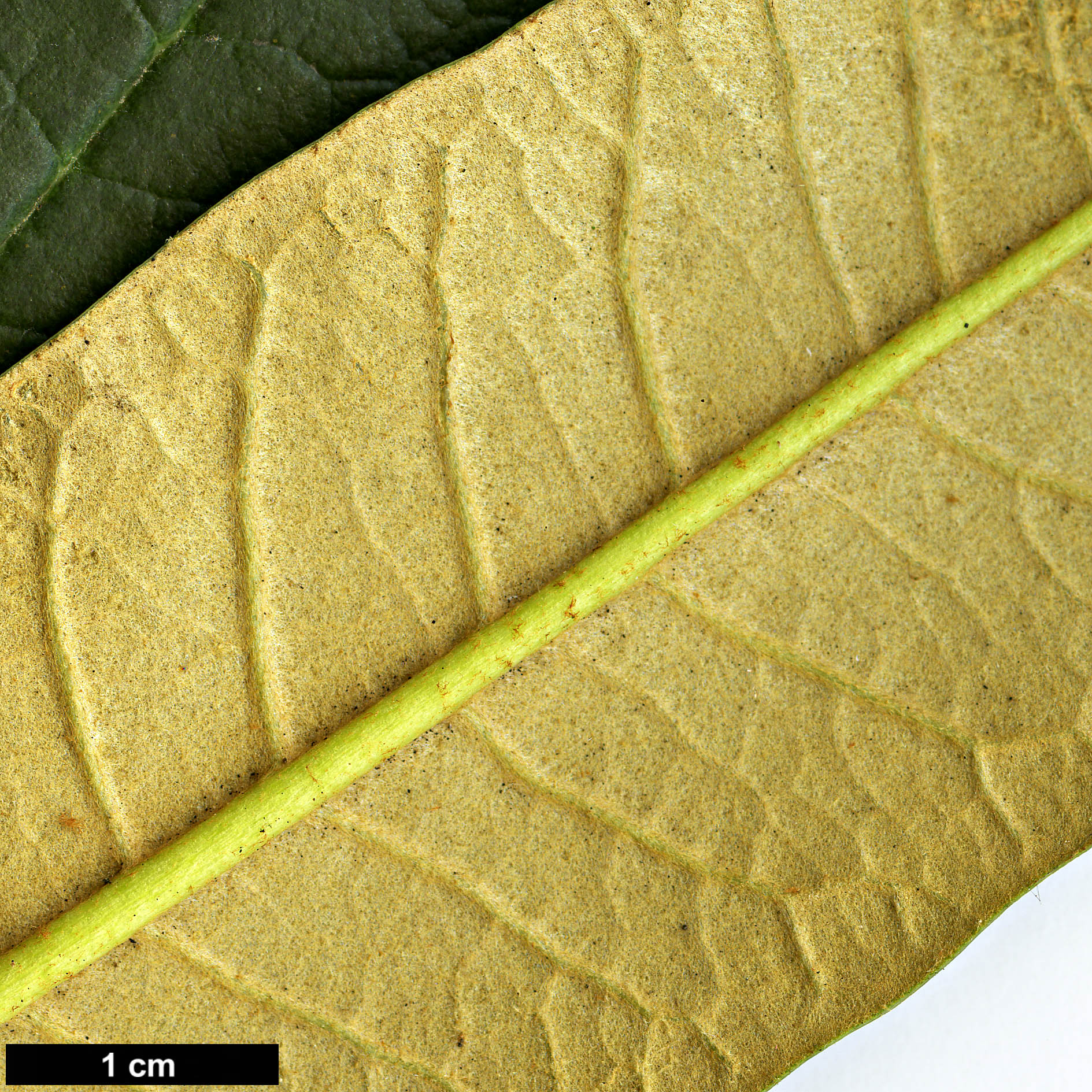 High resolution image: Family: Ericaceae - Genus: Rhododendron - Taxon: arboreum - SpeciesSub: subsp. cinnamomeum Campbelliae Group